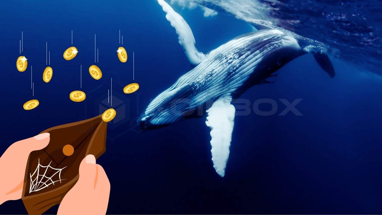鲸鱼警报：巨型投资者再次涌入这种山寨币